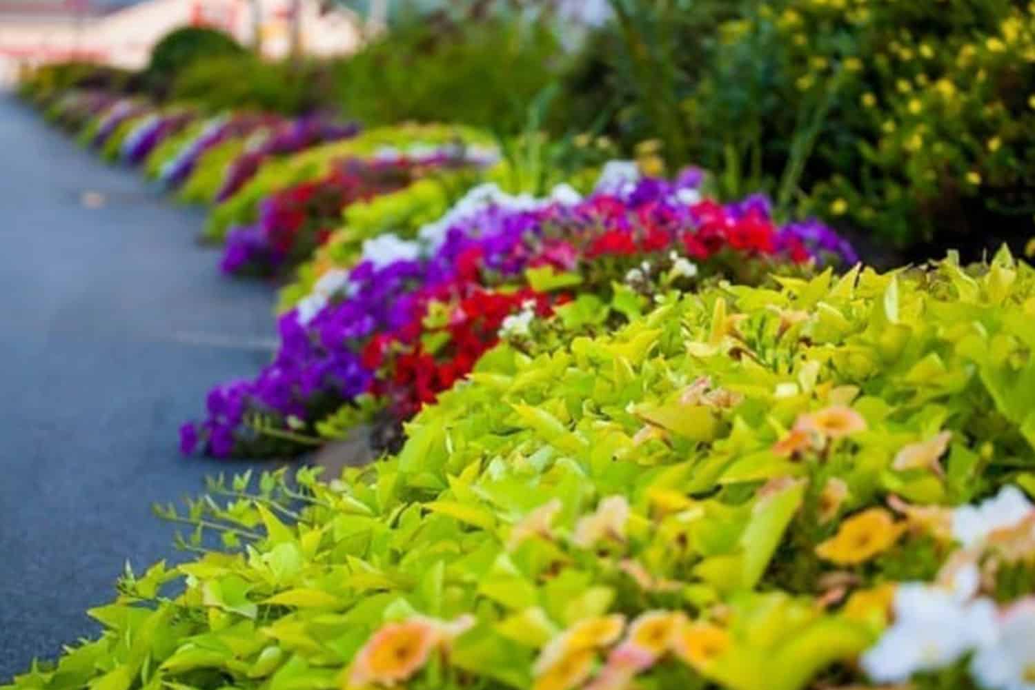 Commercial landscape project